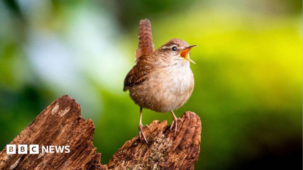 Scientists find the secret of birdsong's 'spectacular diversity'